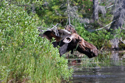 moose head.jpg