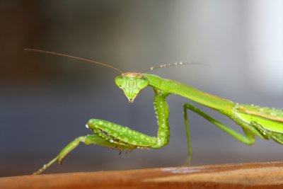Praying Mantis.jpg