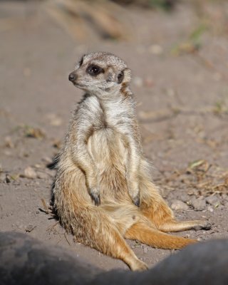 Sittin.jpg
