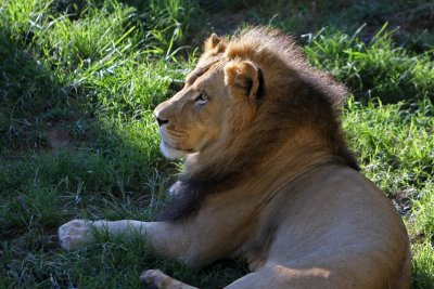 lion landscape 3.jpg