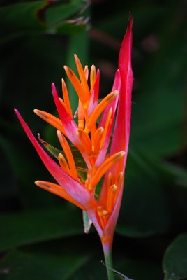 Caribbean Flower