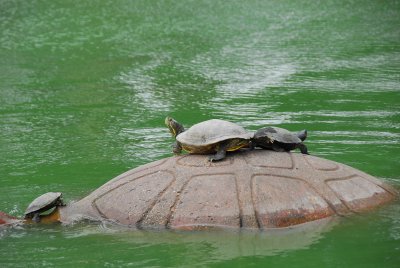 Turtles on turtle