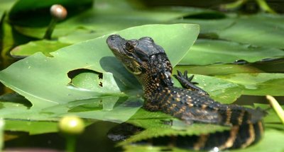 Baby Gator on Lily Pads