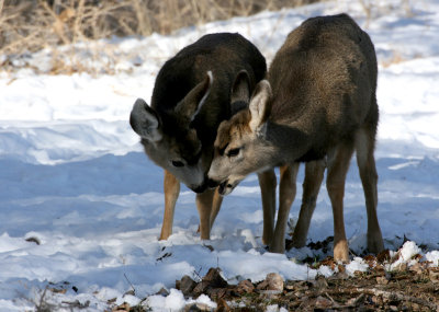 Deer Siblings