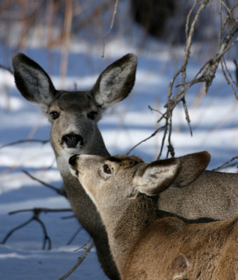 Kiss for Mama