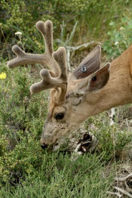 Deer Eats