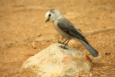 IMG2034_RMNP_GRAYJAY2PB.jpg