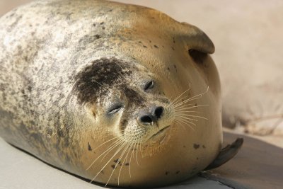 IMG1586_HARBORSEAL1BP.jpg