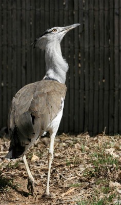 IMG9013C_DZ_KORIBUSTARD1PB.jpg