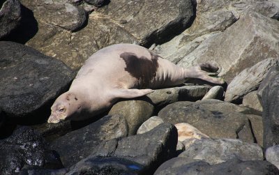IMG3555C_HI_MONKSEAL3555PB.jpg