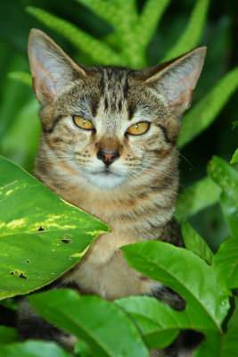 IMG5398_HI_STRYCAT1PB.jpg