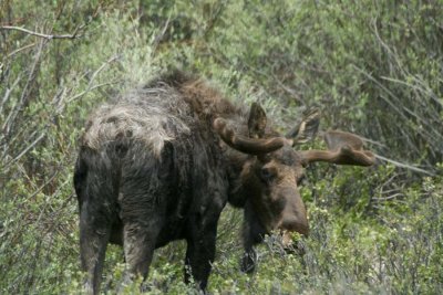 Bull Moose  at RMNP
