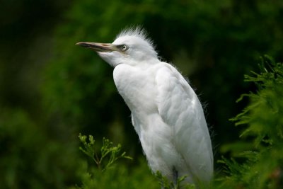 Immature Cattle Egret