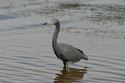 Little Blue Wading