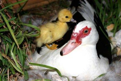 Mama Duck Nesting