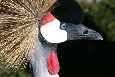 African Crowned Crane