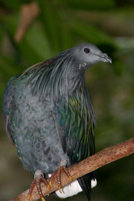 Nicobar Pigeon