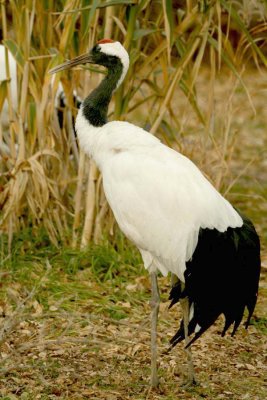 Red-Crowned Crane