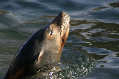Seal Up For Air