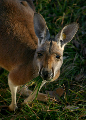 KANGAROOS