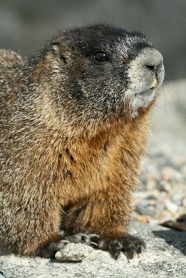 Marmot Steppin Out
