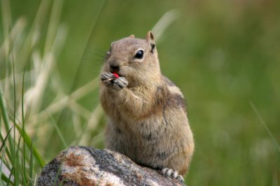 Ground Squirrel Eats