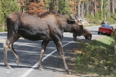Moose Crossing