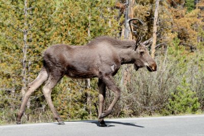 Young Moose