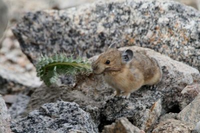 Pika - Mt Evans