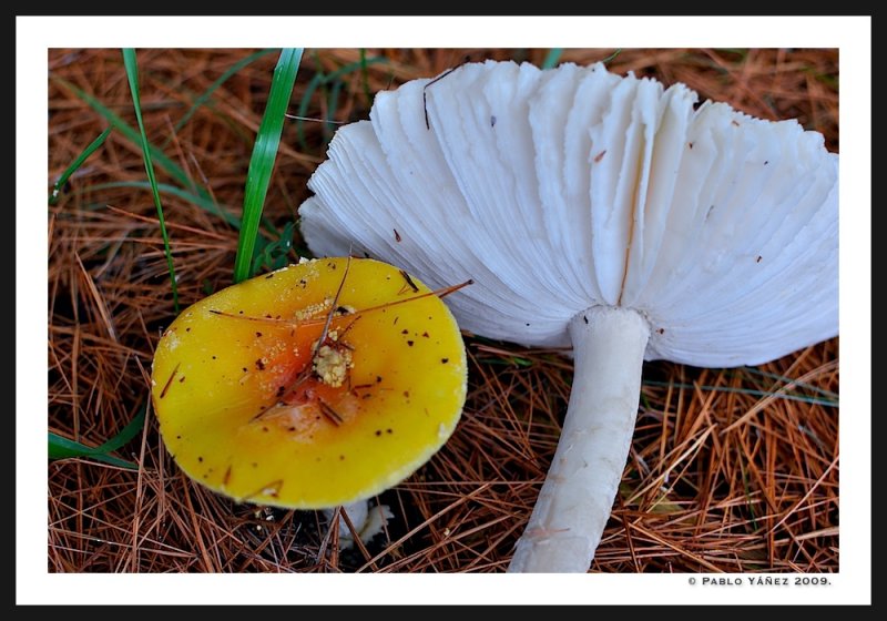 Amanitas?