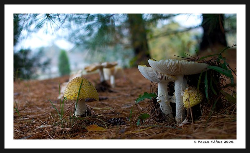 Amanitas?