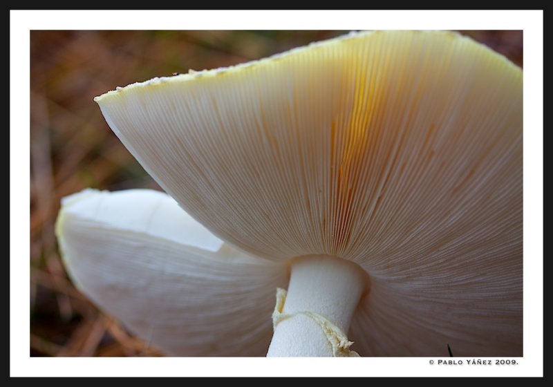 Amanitas?