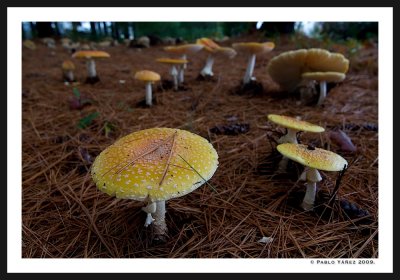 A Mushroom Among Many