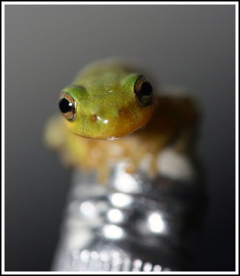 House Frog II