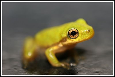 House Frog III