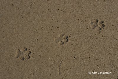 Domestic Dog tracks