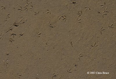 Small sandpiper tracks