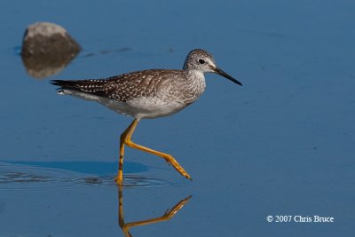 Lesser Yellowlegs