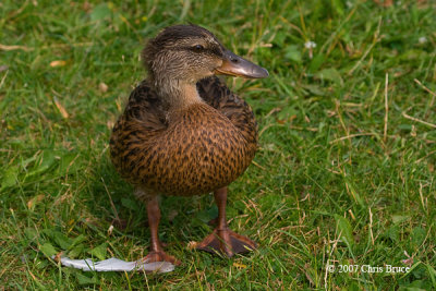 Teenage Mallard Duckling