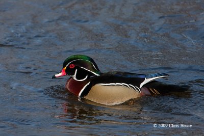 Wood Duck (male)