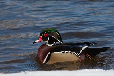 Wood Duck (male)