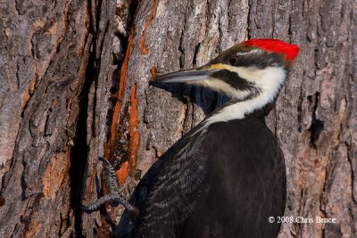 Pileated Woodpecker (female)