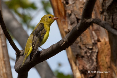 Scarlet Tanager (female or fall male)