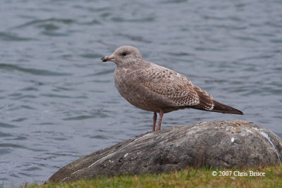 Herring Gull (juvenile)