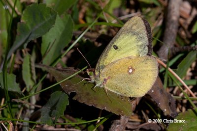 Clouded Sulphur (Colias philodice)