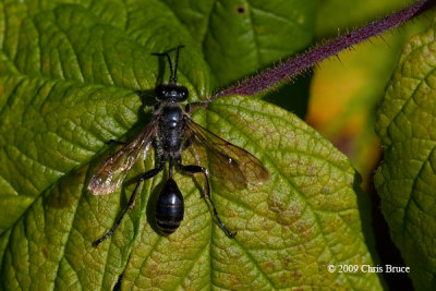 Thread-waisted Wasp (Isodontia mexicana)