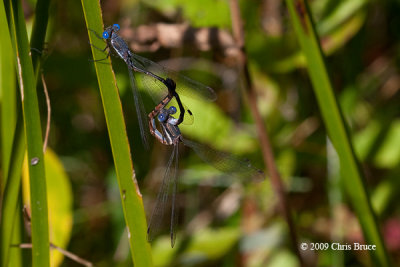 Spotted Spreadwings mating (<i>Lestes congener</i>)