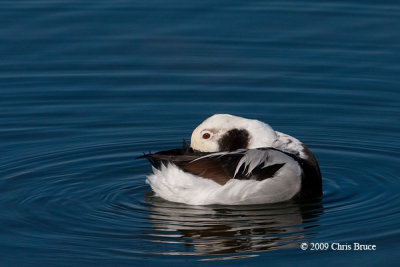 Long-tailed Duck (winter male)