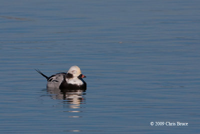 Long-tailed Duck (winter male)