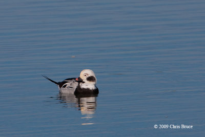 Long-tailed Duck (winter male)